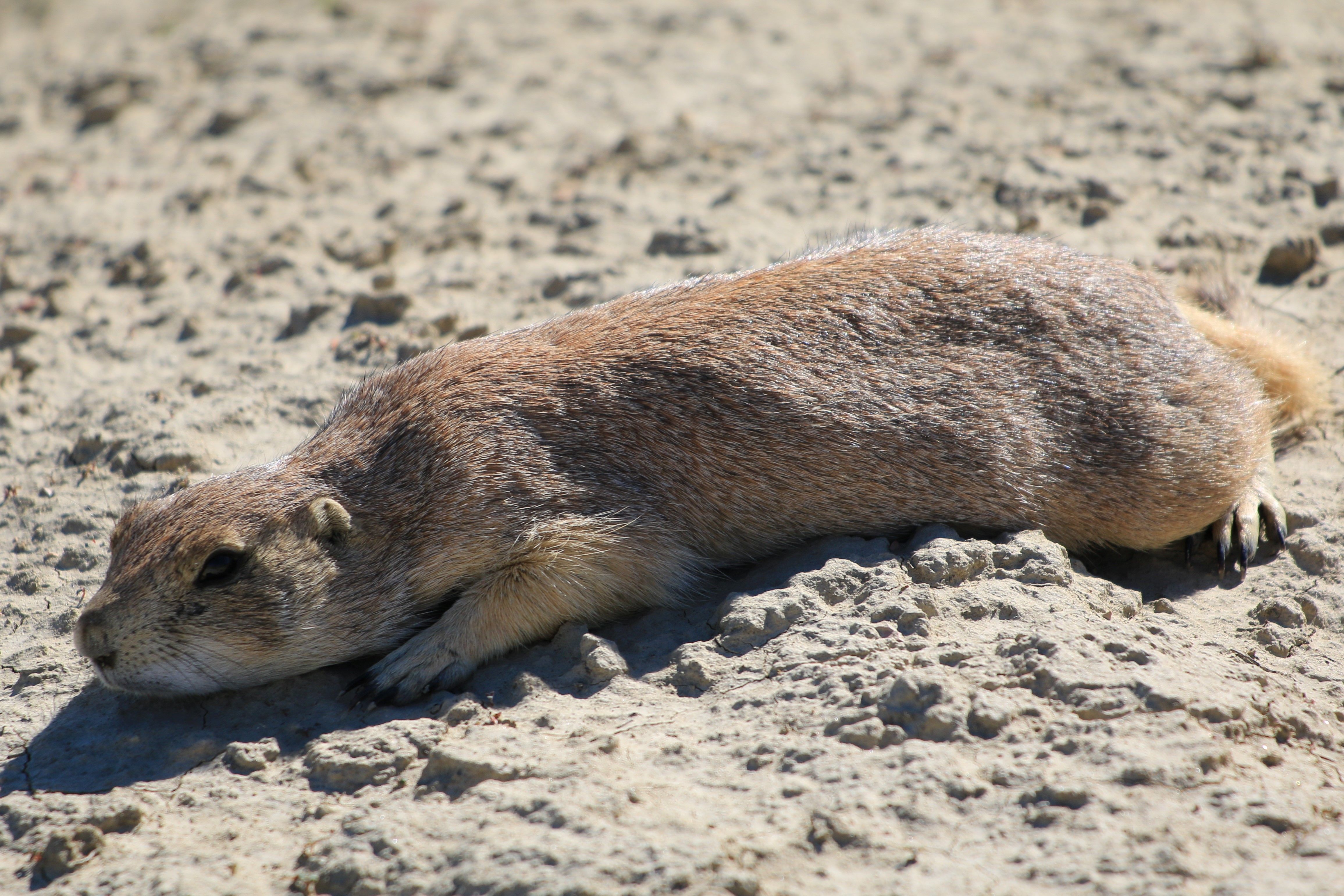 Theodore Roosevelt NP